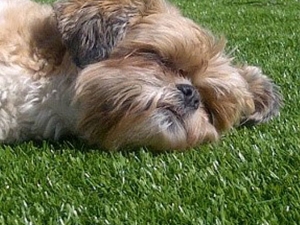 GG_Dog artificial grass pet