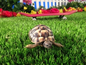 GG_PF2 artificial grass pet