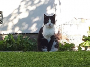 GG_PF3_R2 artificial grass pets